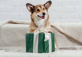 Veterinario atendiendo mascota